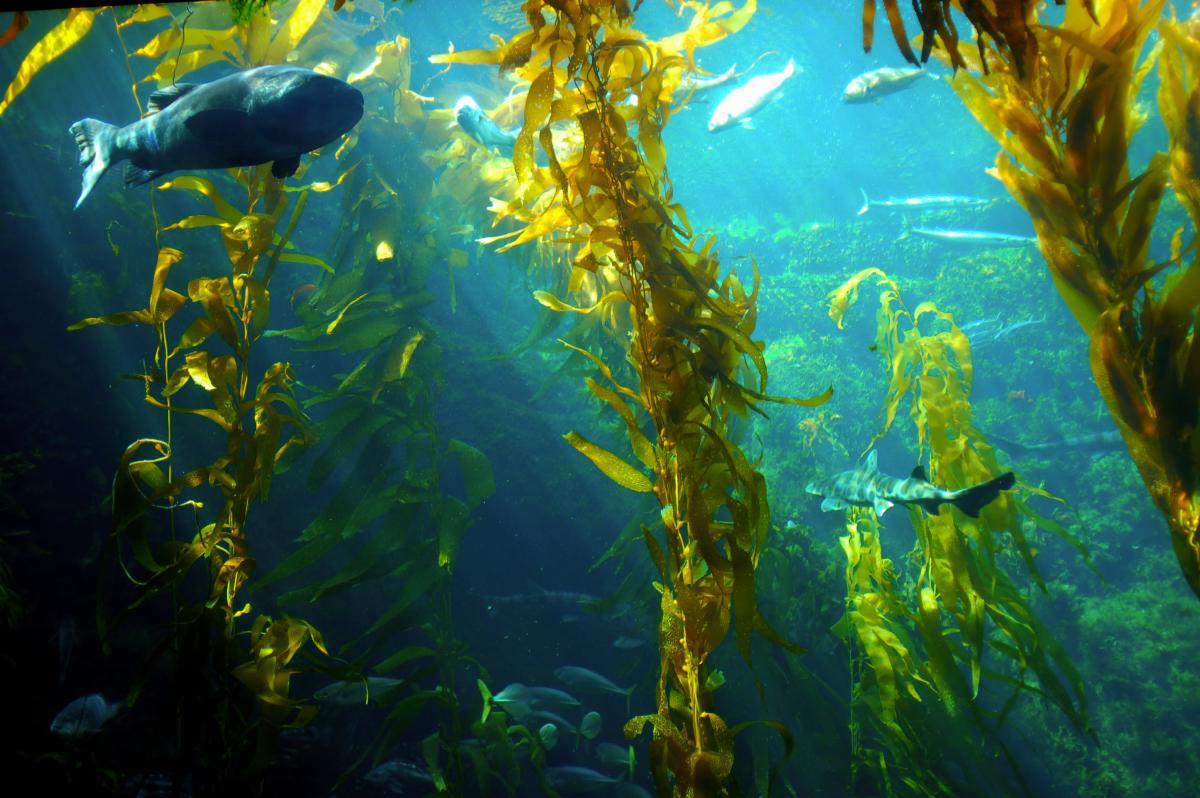 Kelp forest