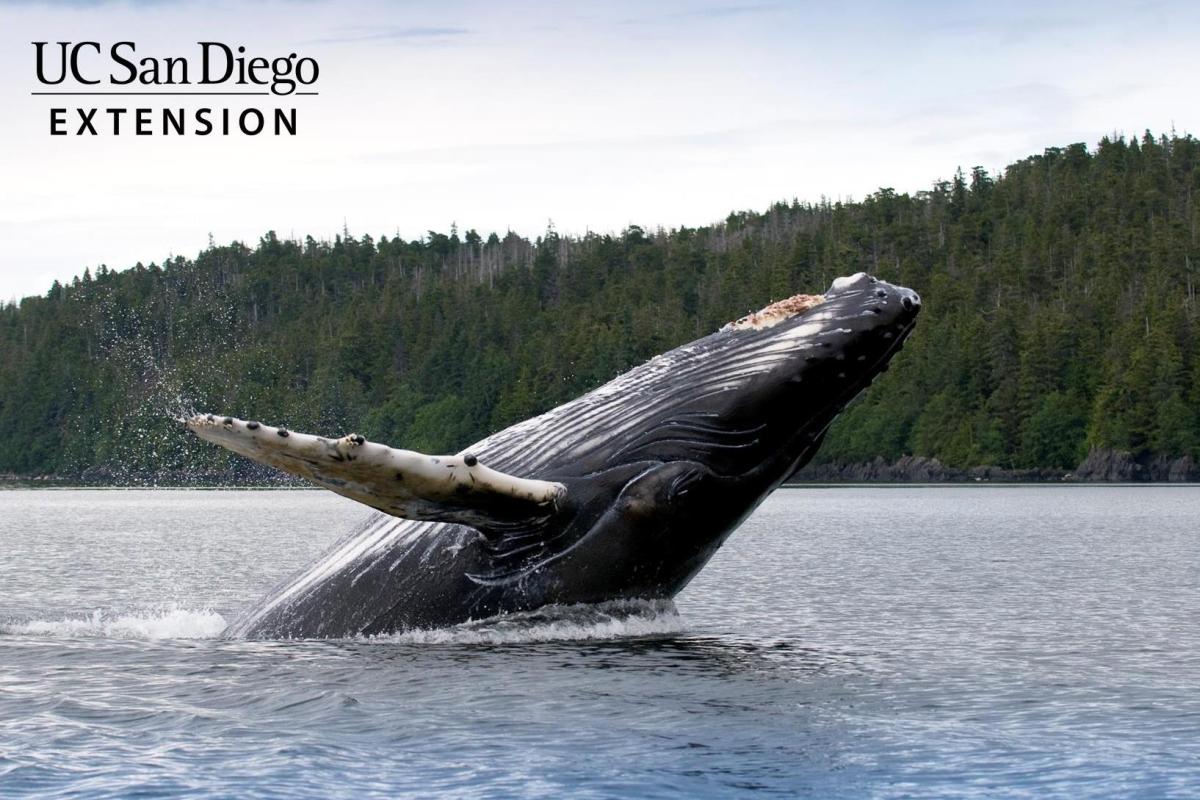 Whale breaching out of water with tree covered hill in background