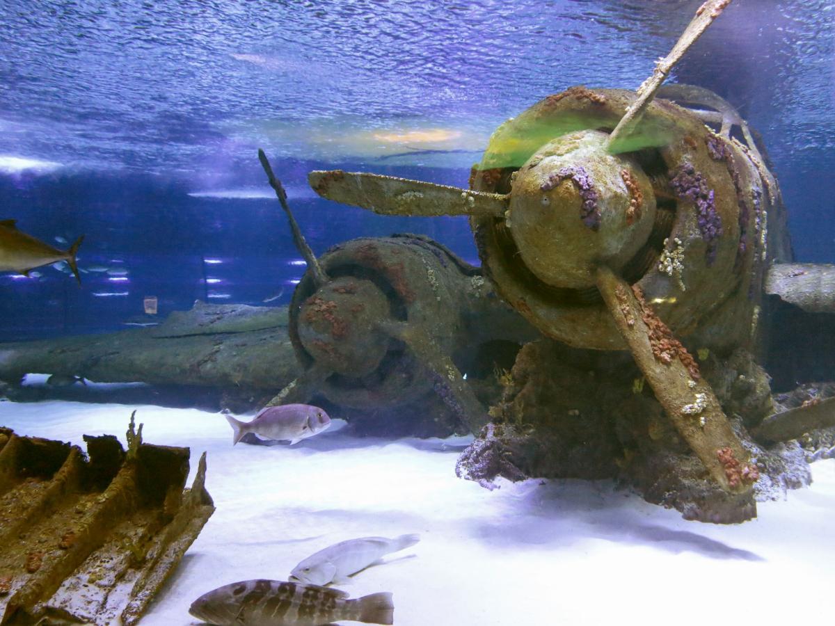 WWII Airplane Lost at Sea