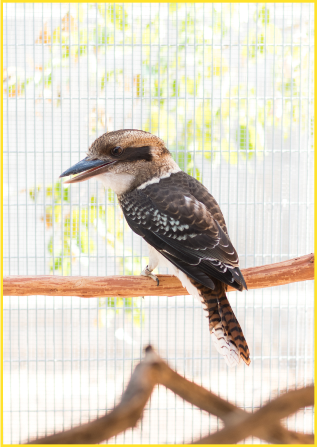 A bird from the rainforest