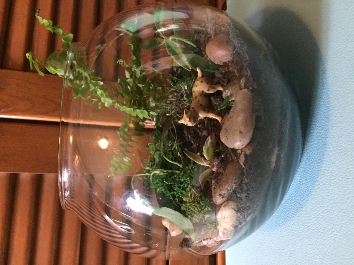 DIY Rainforest Terrarium