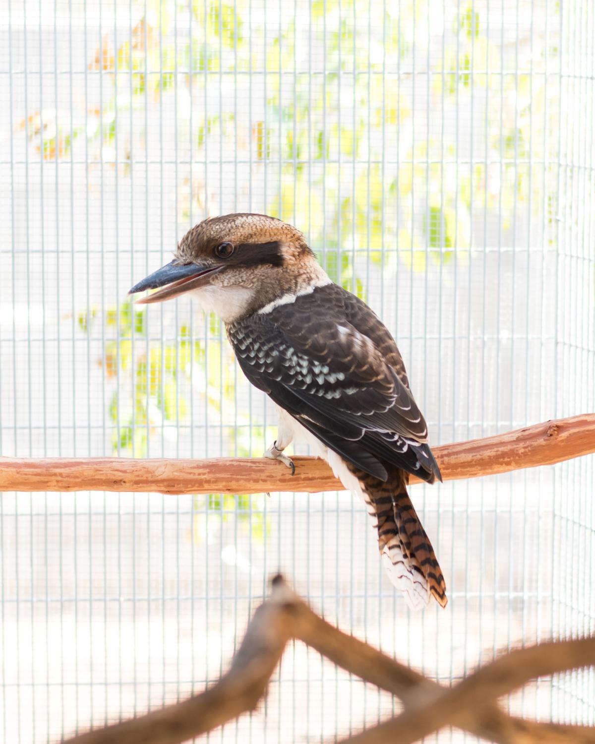 Bird on a branch.