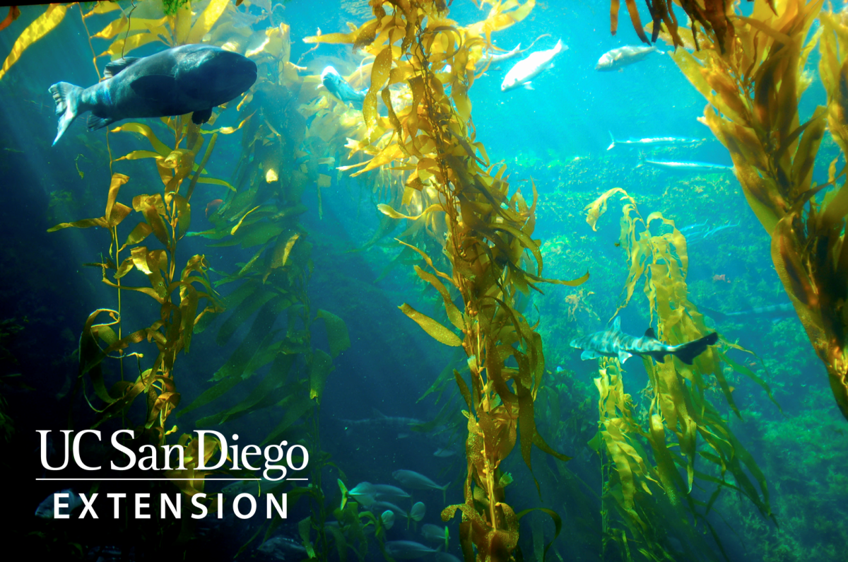 Fish swimming in an ocean kelp forest 