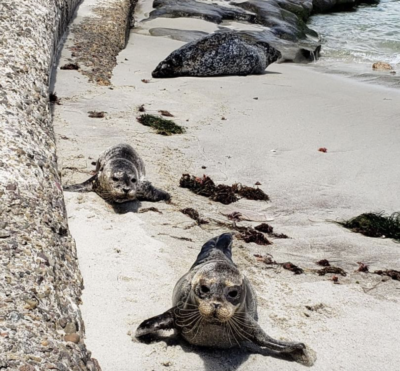 seal pups