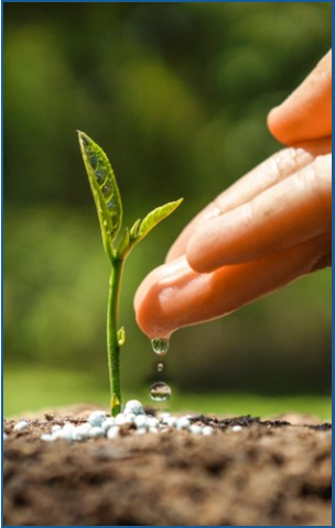 Plant sprouting, with fingers dripping some water on the soil