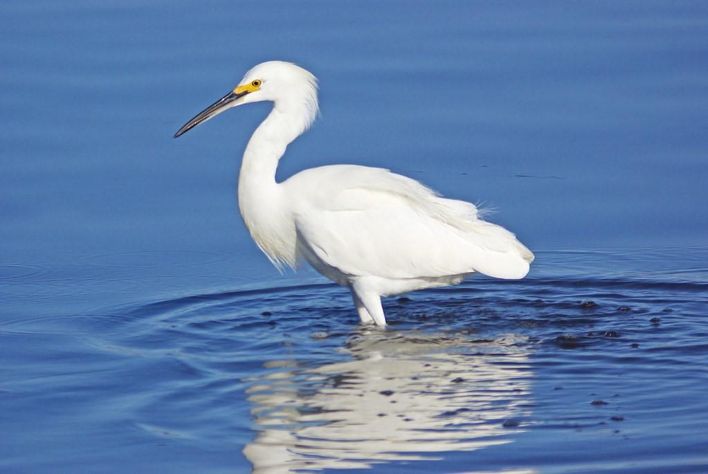 Snowy Egret