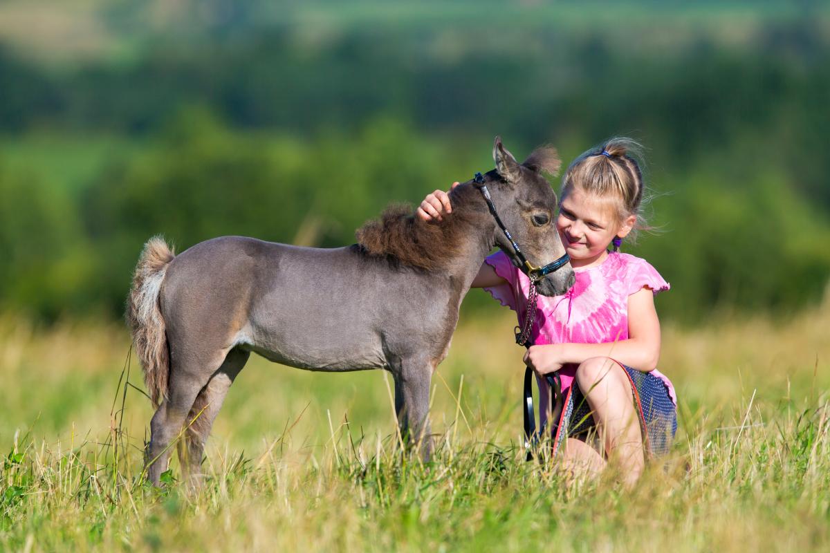 Young girl petting a miniature horse