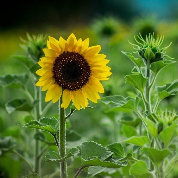 sunflower