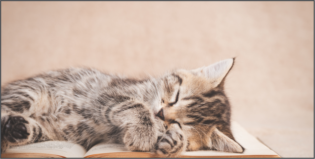 Kitten sleeping on top of an open book