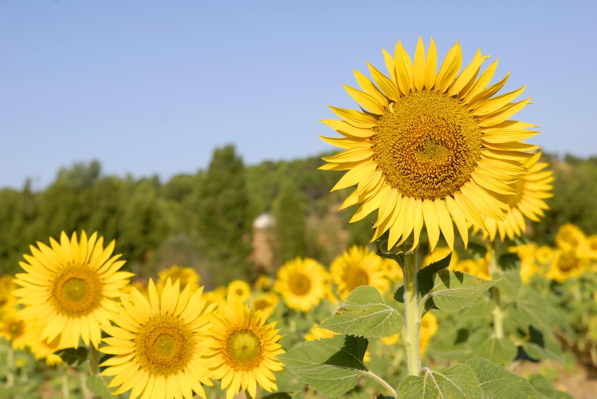 Sunflowers in field