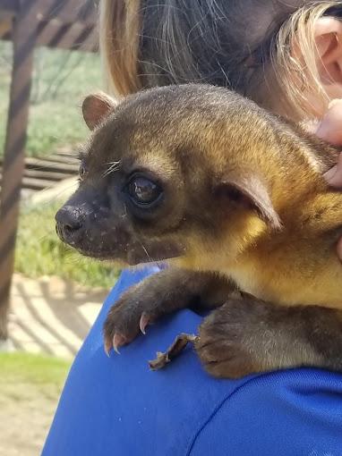 Brown animal on woman's shoulder