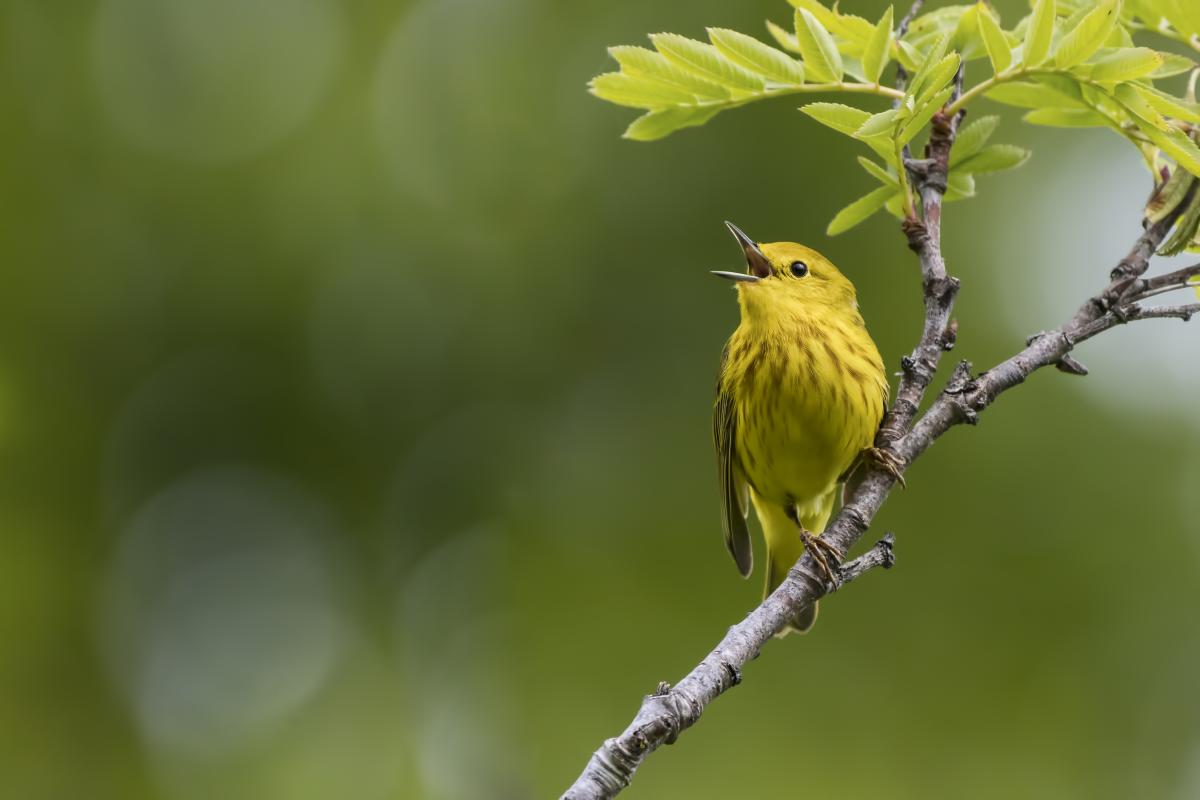 Bird singing