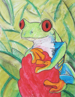 Red Eyed Tree Frog