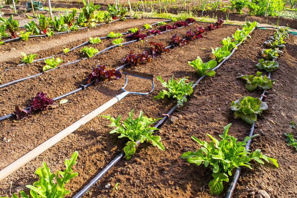 Farm Garden