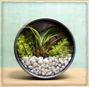 air plant magnet