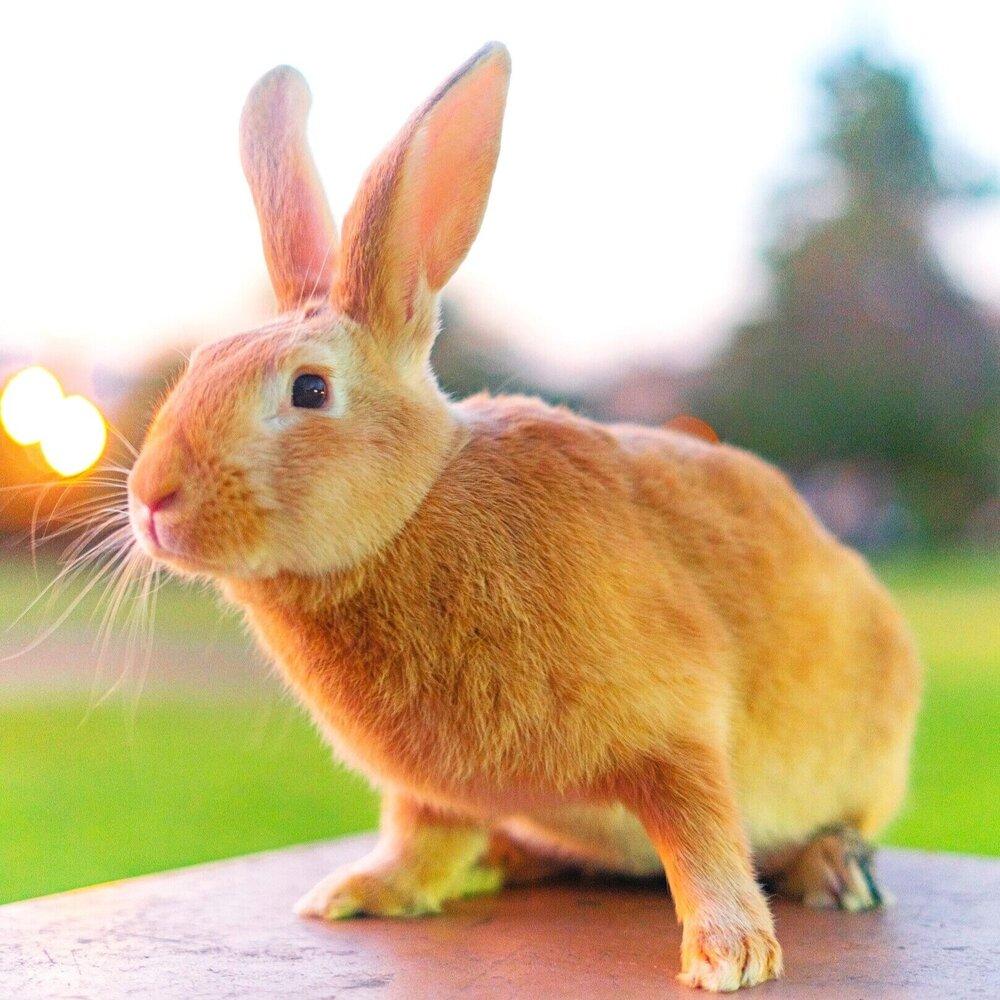 Zovargo bunny named Red, rusty color large rabbit on a table with ears straight up