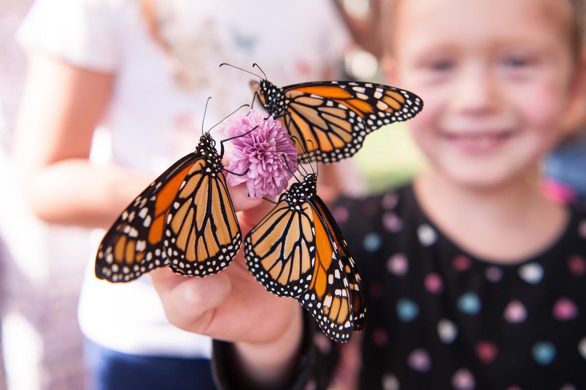 Butterflye release 