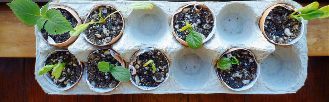 Egg carton with eggshell halves containing soil and seedlings