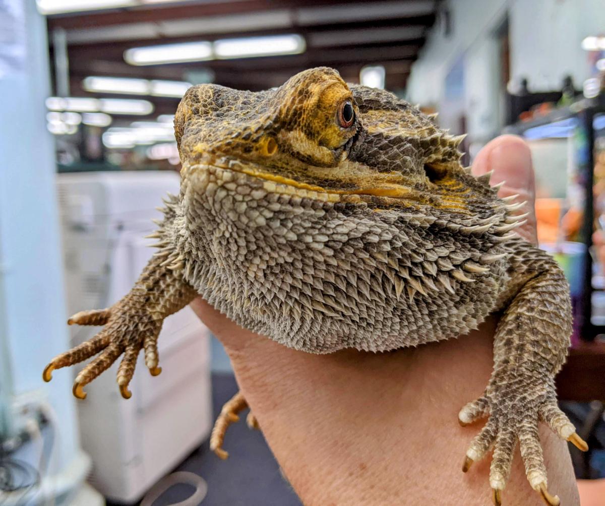 Photo of an adorable bearded dragon