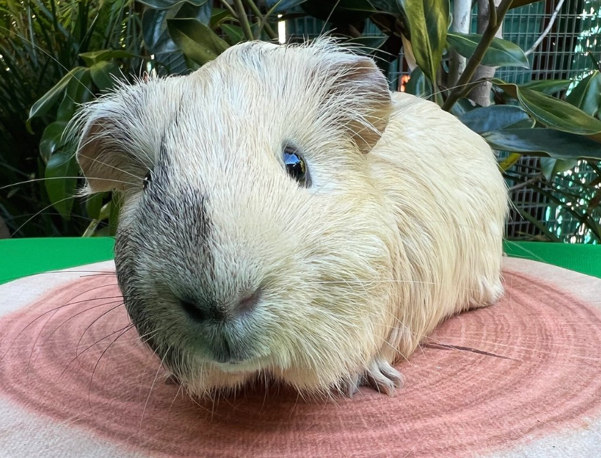 Guinea pig