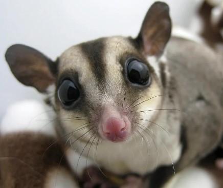 sugar glider resting