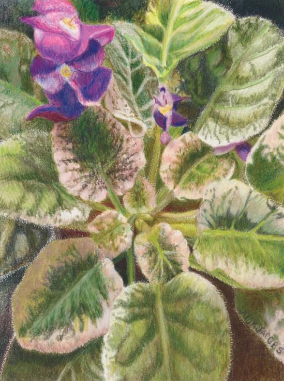 Colored pencil drawing of a plant with purple blossoms