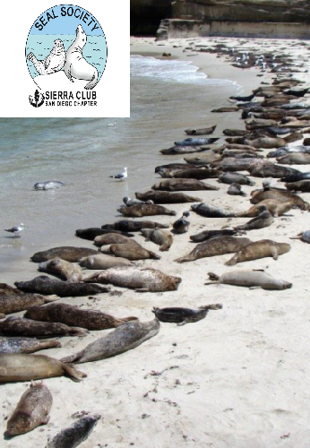 image od seals laying on the shore with the Seal Society Logo in the corner.