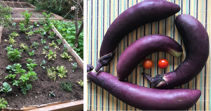 Seedlings planted in a bed of soil, next to a photo of 4 Japanese eggplant & 2 cherry tomatoes