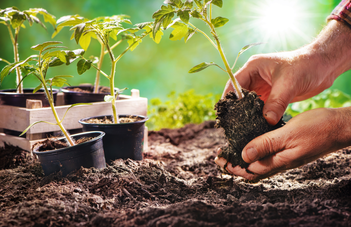 Hands planting a small plant