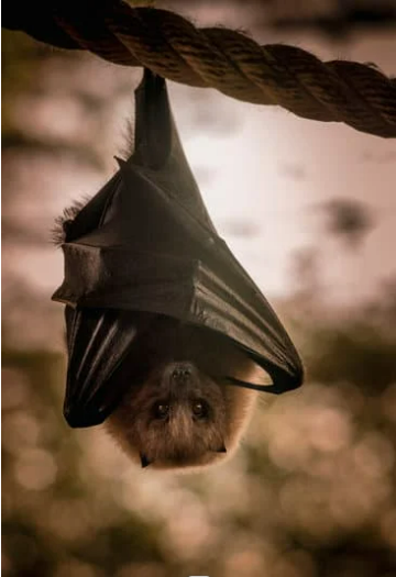 Photo of a bat hanging upside down with its wings wrapped around itself