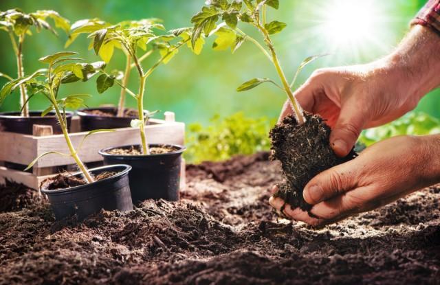 Gardening plants in small pots