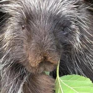 Our Big Backyard Animal