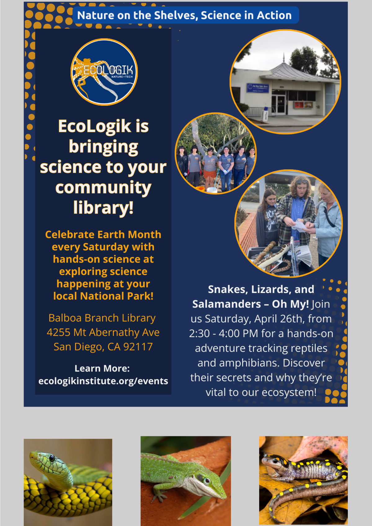 Ecologik Snakes Lizards Salamandars