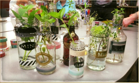 herbs in decorative glass containers