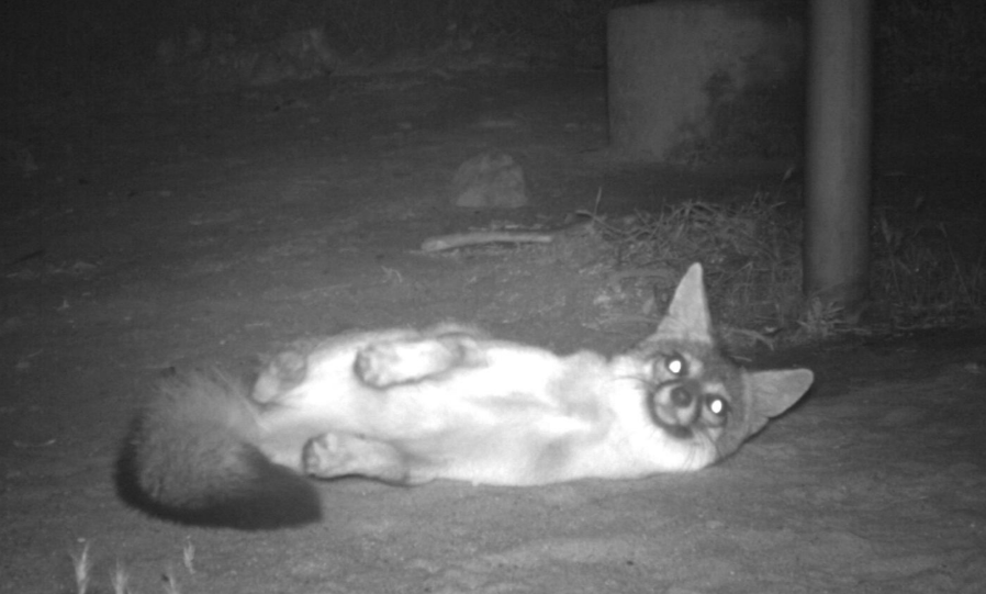 Black and white photo of a fox lying on its side in the wild.