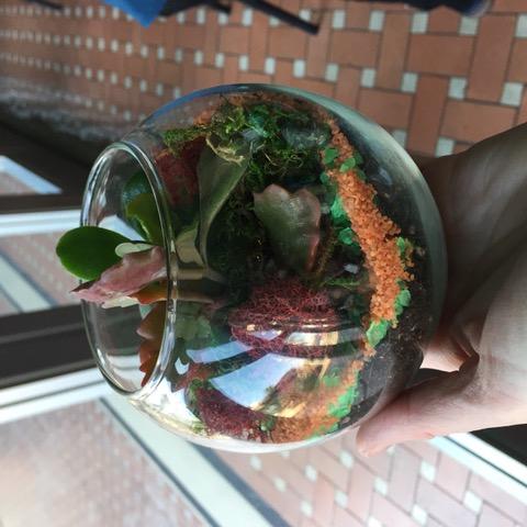 sample of succulent sand art