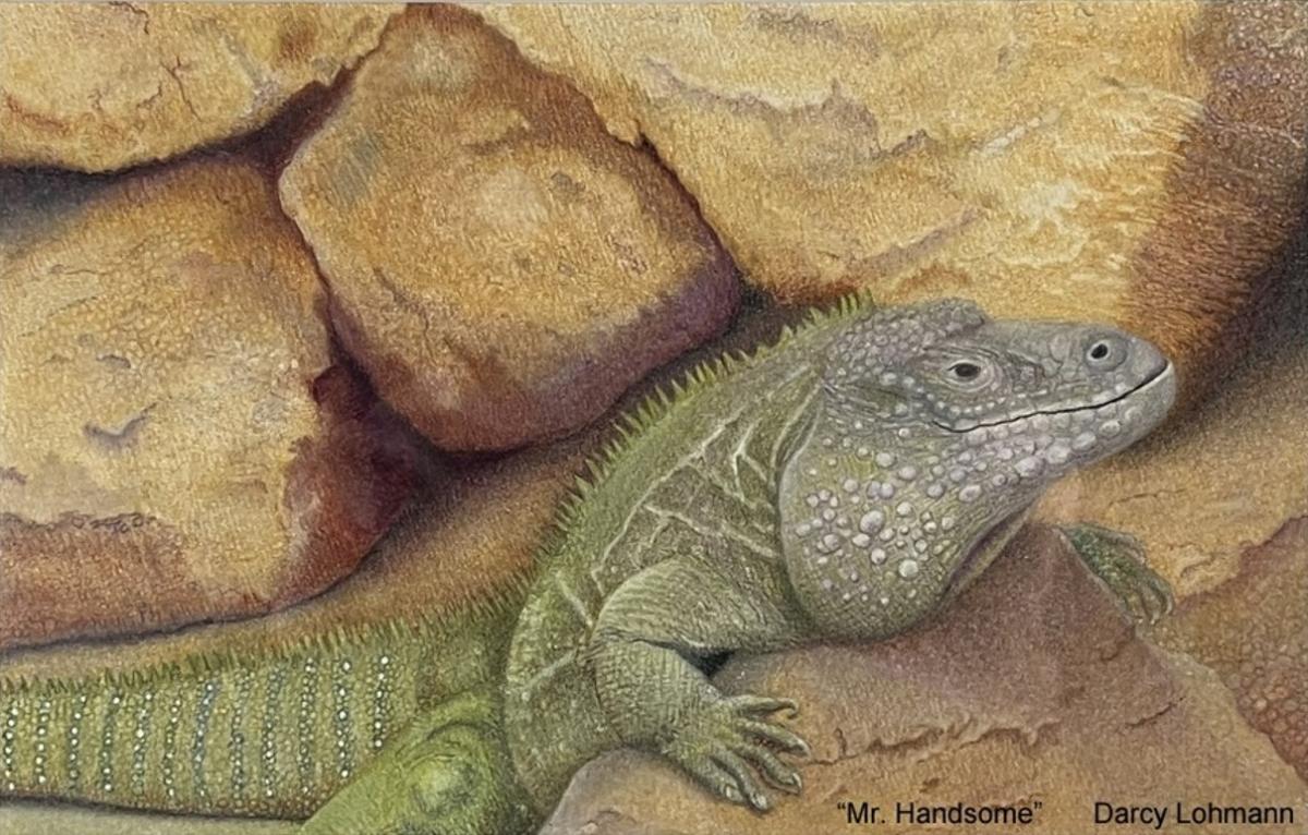 Colored pencil drawing of a green iguana laying among yellow rocks. Artwork by Darcy Lohmann.