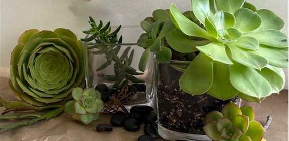Succulent Gift Garden