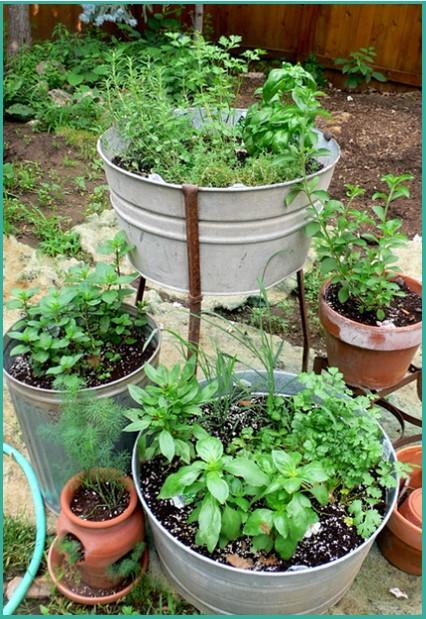 Cluster of pots with multiple varieties of herbs growing in each.