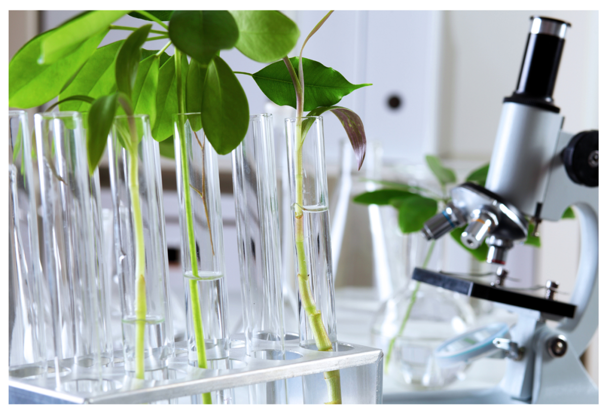 an array of test tubes and a microscope