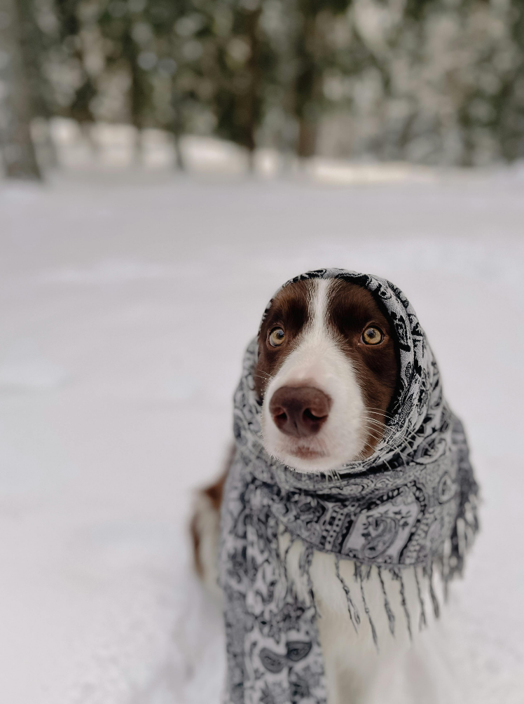 Photo of a dog wearing a winter scarf