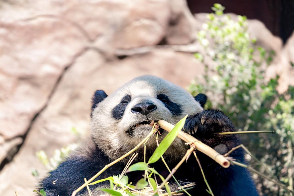 Photograph of a panda eating a stick of bamboo at the San Diego Zoo.