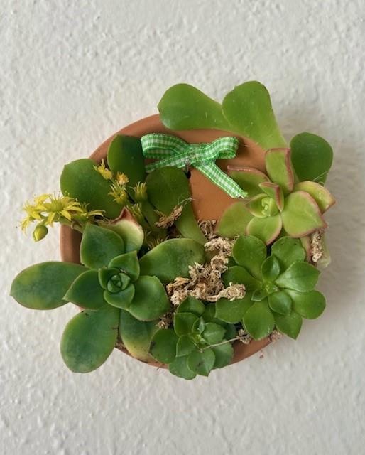 succulent on terra-cotta