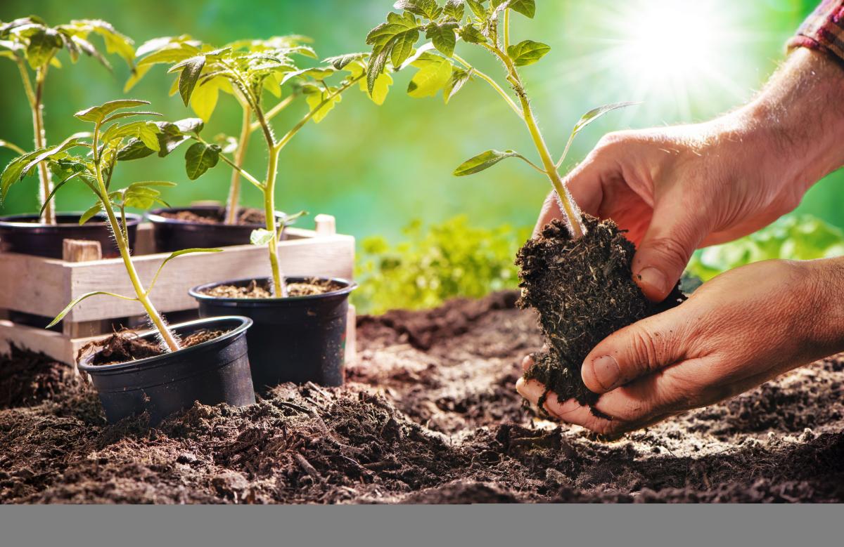 Image of hands transplanting tomato plants