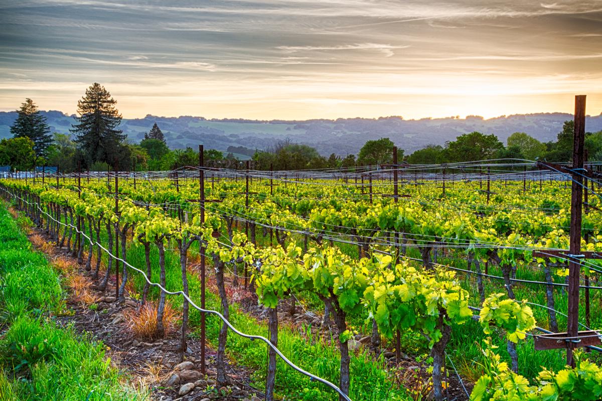 vineyard with sky in background